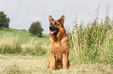 BERGER ALLEMAND 787